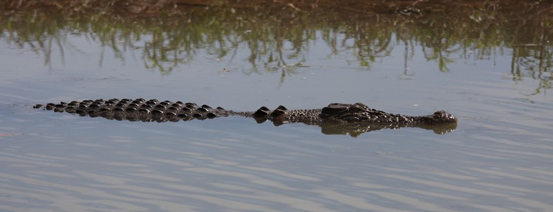 Croc in Yellow water