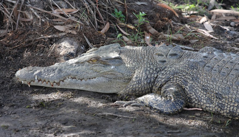 yellow Water Croc