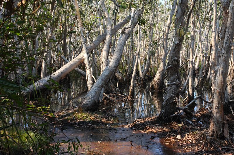 bos bij Mangrove Cove