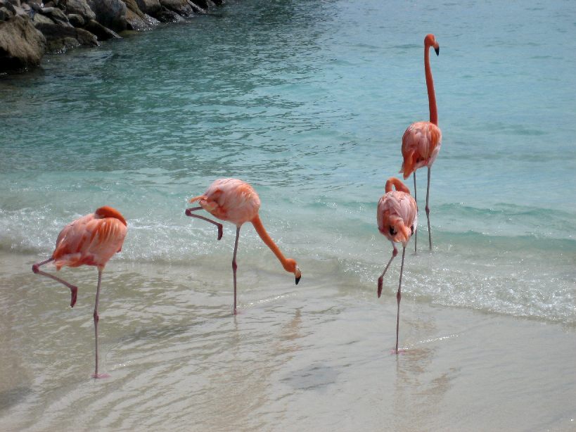 flamingos