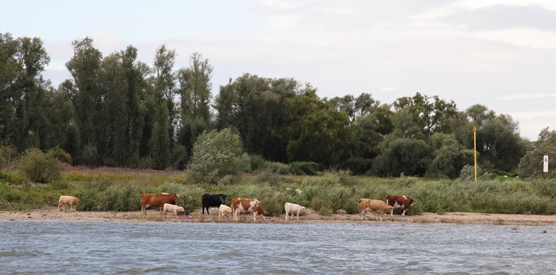 landschap