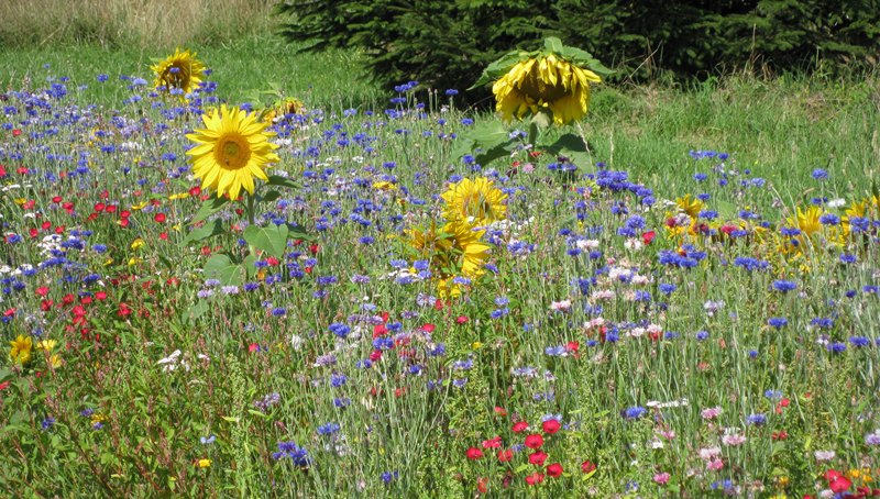 wilde bloemen