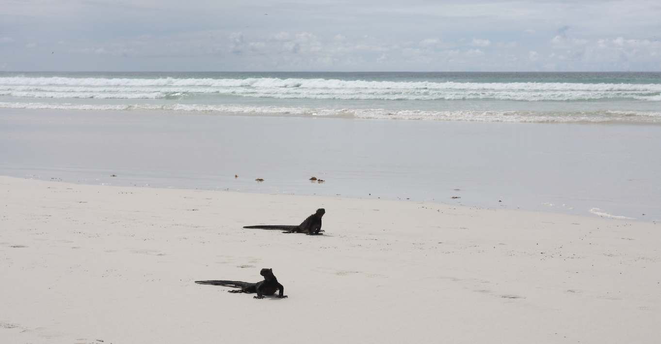 iguanen op strand
