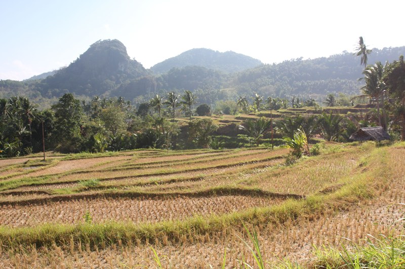 rijstvelden op Bawean