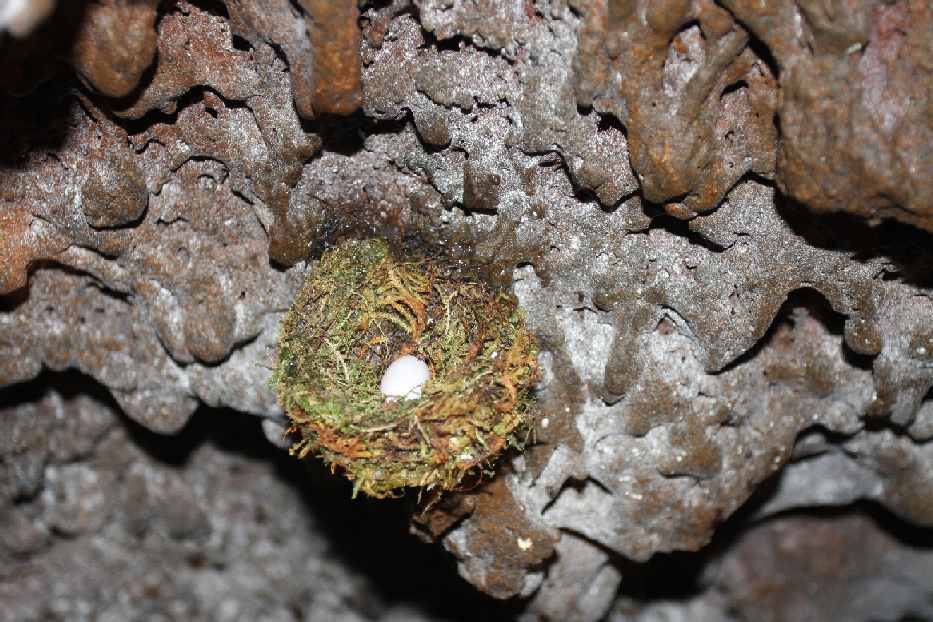 nest in grot