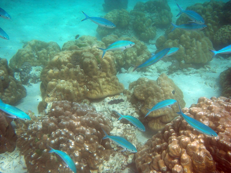 `snorkelen